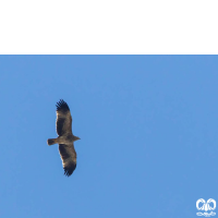 گونه عقاب شاهی Eastern Imperial Eagle